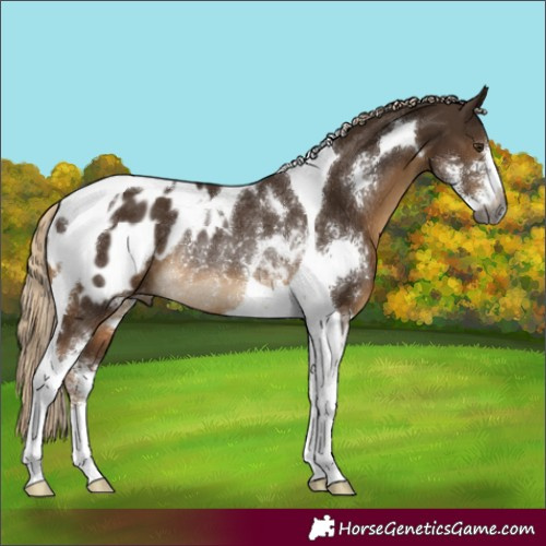 Horse Color:Gray Chocolate Palomino Sabino Tobiano Appaloosa Rabicano