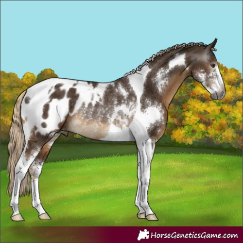 Horse Color:Gray Chocolate Palomino Sabino Tobiano Blanket Rabicano