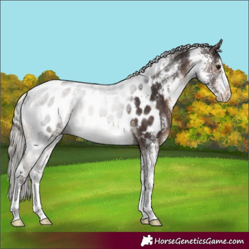 Horse Color:Silver Brown Sabino Near Leopard Rabicano