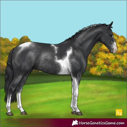 Horse Color:Black Sabino Tobiano Rabicano