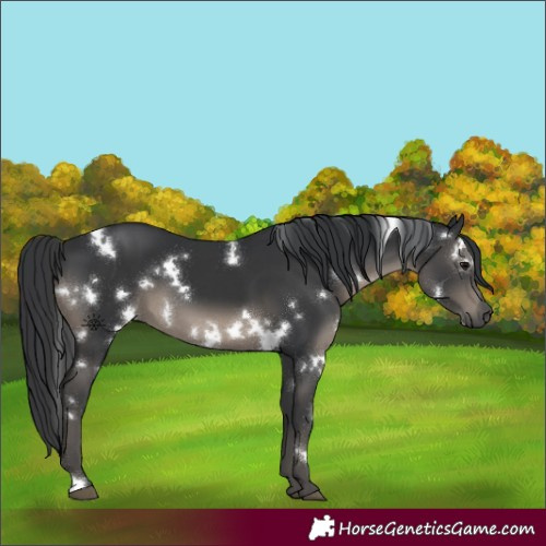 Horse Color:White Spotted Black 