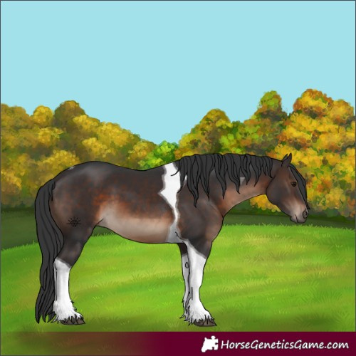 Horse Color:Brown Tobiano 