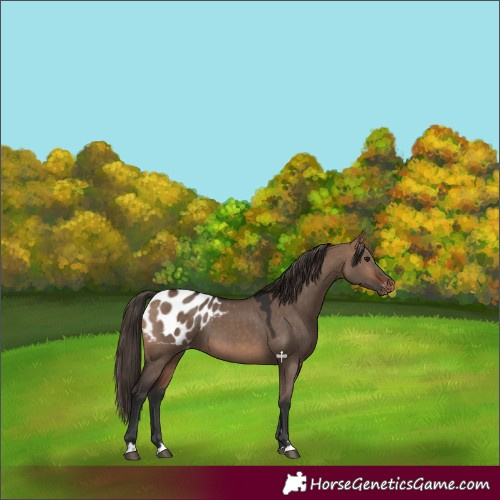 Horse Color:Bay Dun Appaloosa 