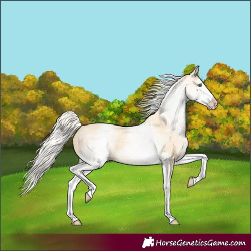 Horse Color:White Spotted Gold Cream Champagne 