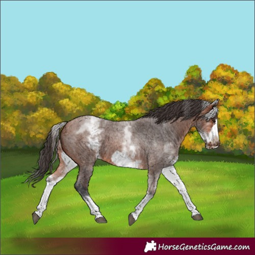 Horse Color:White Spotted Bay Roan Frame