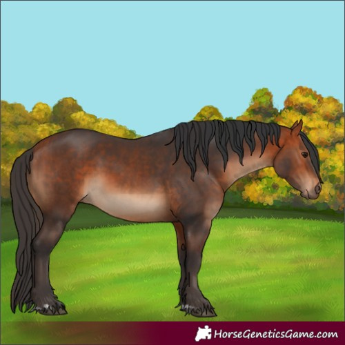 Horse Color:Bay and Bay