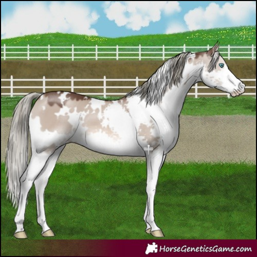 Horse Color:White Spotted Liver Red Dun Mushroom Splash 