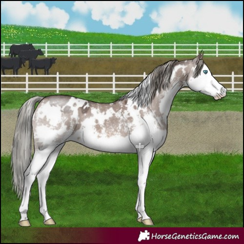 Horse Color:White Spotted Liver Red Dun Mushroom Sabino Splash 