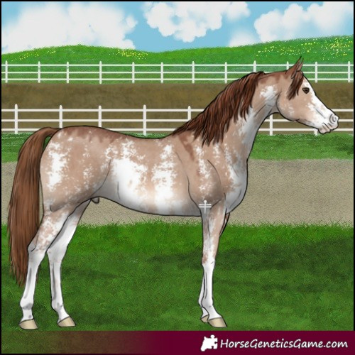 Horse Color:Red Dun Sabino 