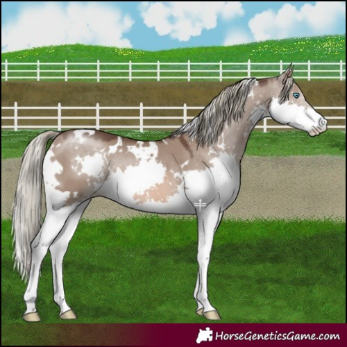 Horse Color:White Spotted Liver Red Dun Mushroom Splash 
