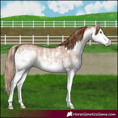 Horse Color:Red Dun Sabino Splash 