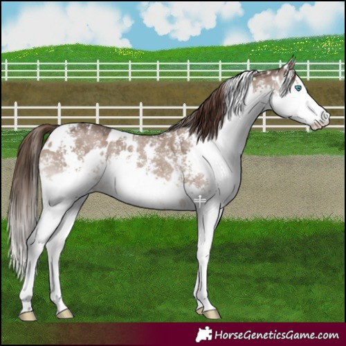 Horse Color:White Spotted Liver Red Dun Sabino Splash 