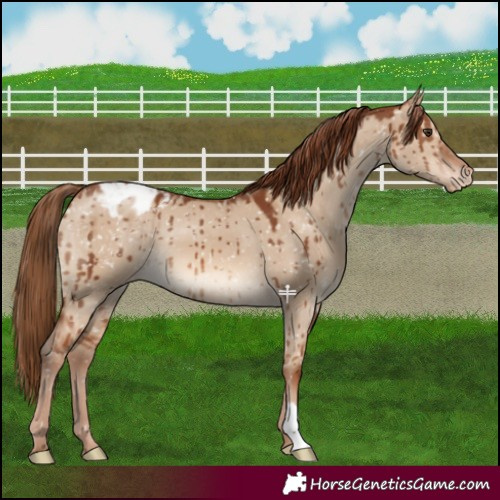 Horse Color:Red Dun Blanket Brindle