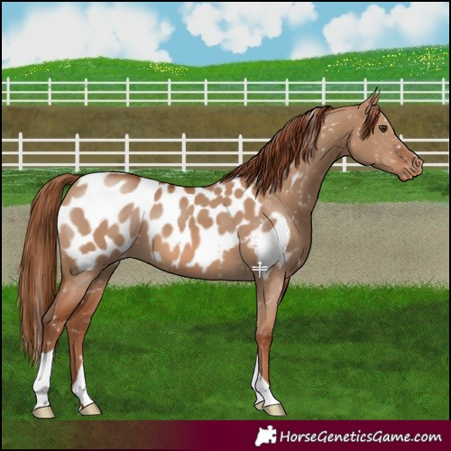 Horse Color:Red Dun Appaloosa