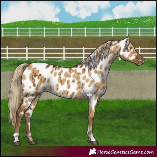 Horse Color:Chocolate Palomino Dun Mushroom Appaloosa Brindle