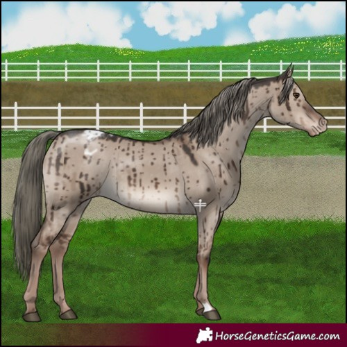 Horse Color:Liver Red Dun Mushroom Varnish Brindle 