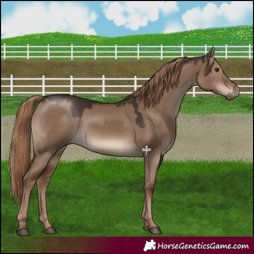 Horse Color:Liver Red Dun