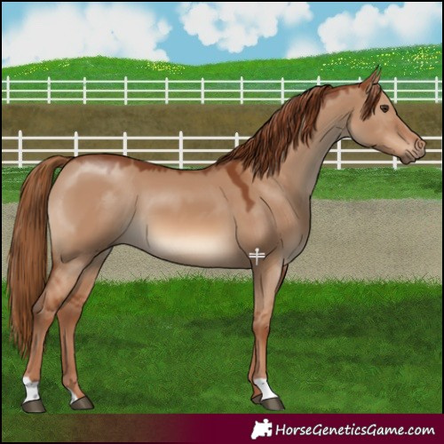 Horse Color:Red Dun