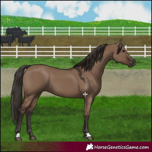 Horse Color:Liver Red Dun 