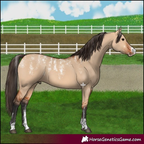 Horse Color:Powder White Bay Dun 