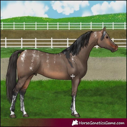 Horse Color:Powder White Bay Dun