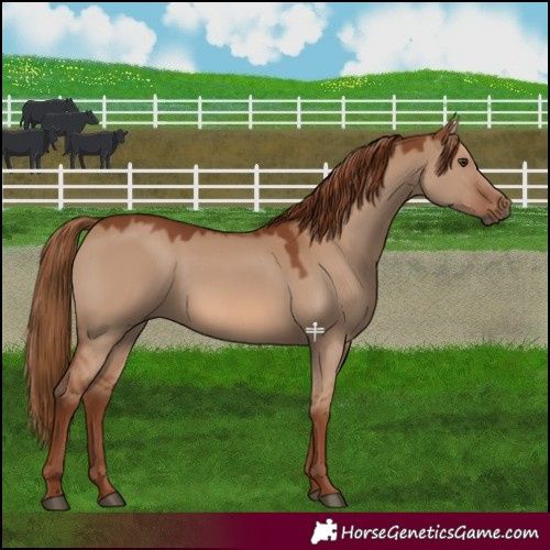 Horse Color:Red Dun 