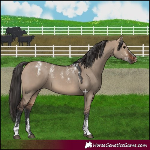 Horse Color:Powder White Bay Dun 