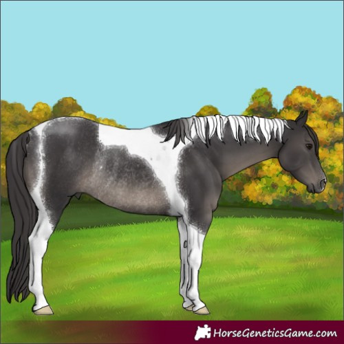 Horse Color:Smoky Black Tobiano Rabicano