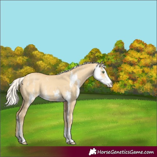 Horse Color:Silver Amber Cream Champagne Dun Sabino Rabicano