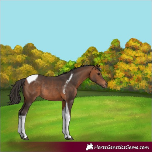Horse Color:Bay Tobiano Rabicano