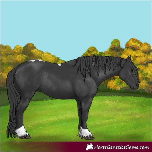 Horse Color:Black Tobiano Rabicano 