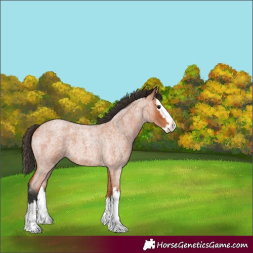 Horse Color:Unknown 