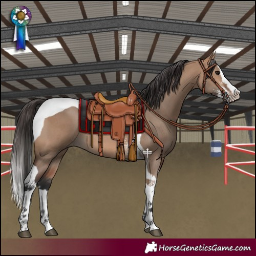 Horse Color:Bay Dun Sabino Splash Tobiano 