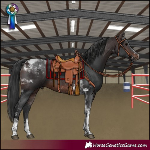 Horse Color:Brown Sabino Tobiano 