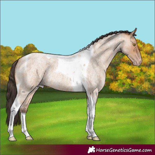 Horse Color:Amber Champagne Roan Tobiano 