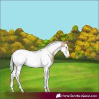 Horse Color:Silver Sable Champagne Dun Splash Tobiano Frame Blanket 