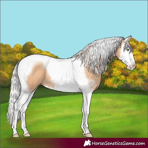 Horse Color:Silver Amber Champagne Sabino Splash Tobiano