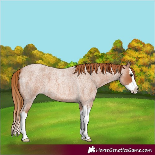 Horse Color:Red Roan Splash
