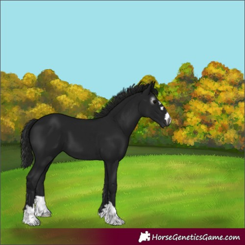 Horse Color:Unknown 