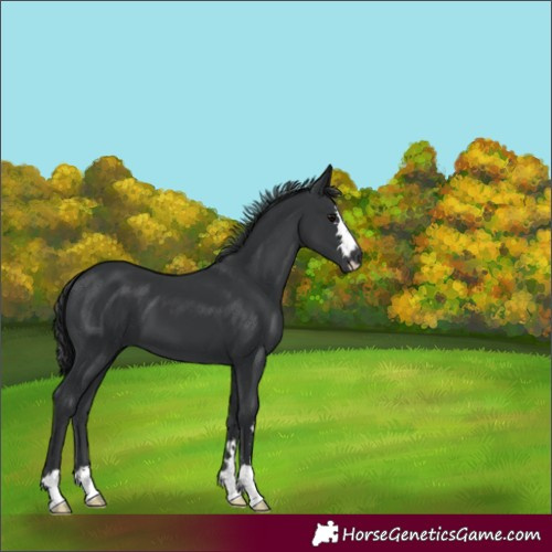 Horse Color:Unknown 