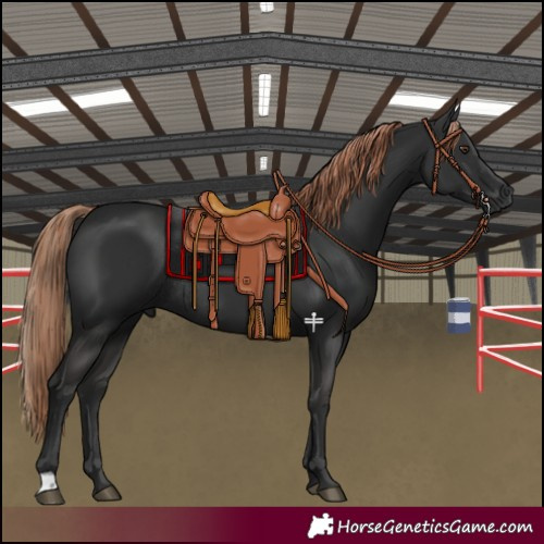 Horse Color:Liver Chestnut Rabicano