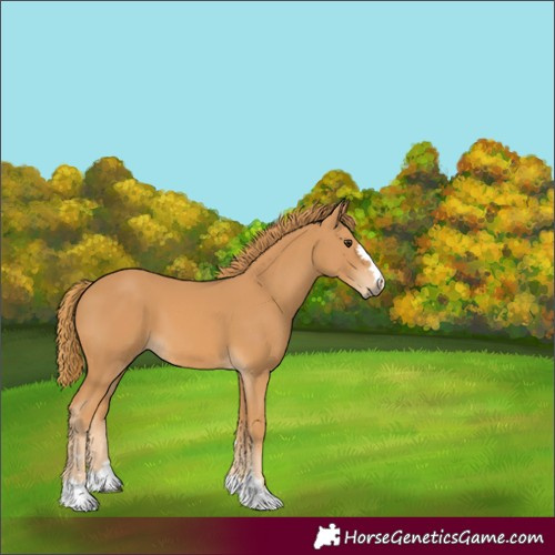 Horse Color:Unknown