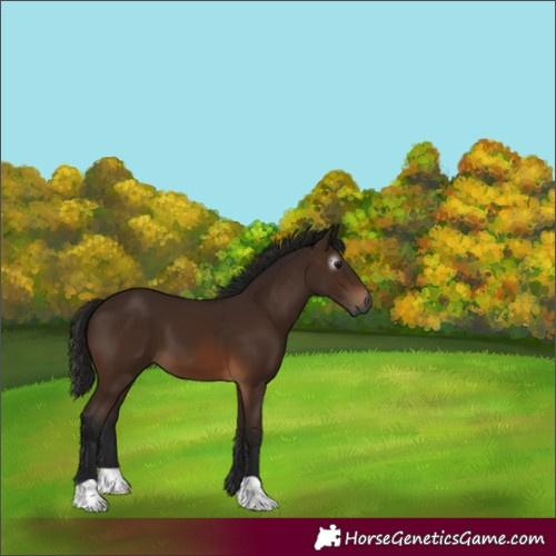 Horse Color:Unknown 