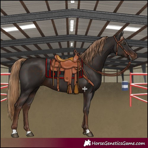 Horse Color:Liver Chestnut