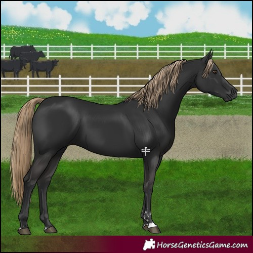 Horse Color:Liver Chestnut 