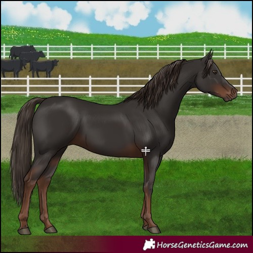 Horse Color:Liver Chestnut