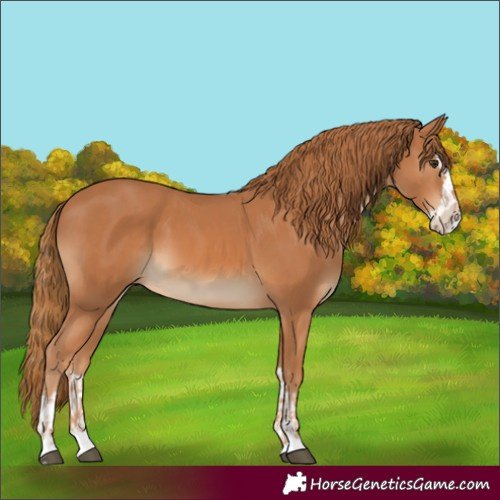 Horse Color:Chestnut and Chestnut Splash