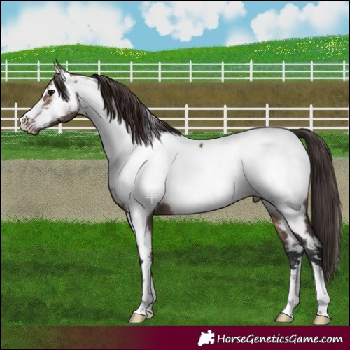 Horse Color:Brown Dun Near Fewspot