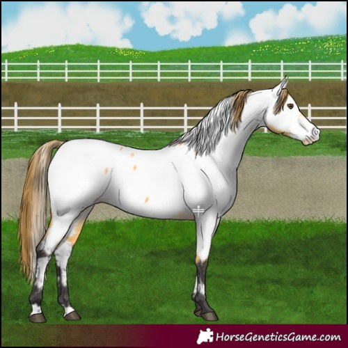 Horse Color:Buckskin Dun Appaloosa 