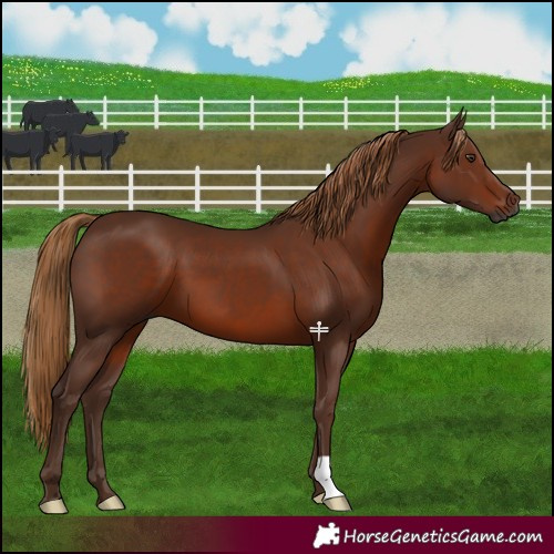 Horse Color:Gray Chestnut
